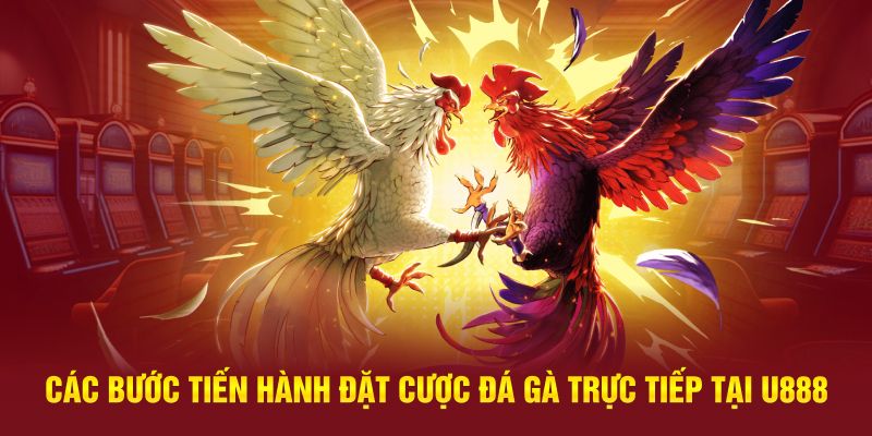 Các bước tiến hành đặt cược đá gà trực tiếp tại U888