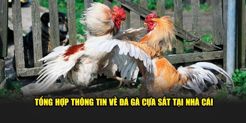 Tổng hợp thông tin về đá gà cựa sắt tại nhà cái